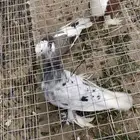 دجاج وسمان وحمام و قماري على السوم