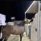 مهر