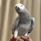 كاسكو متكلم بطلاقه