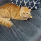 قط تبني