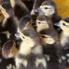 صيصان بط مصري العمر من يوم الى 5ايام احجام الامهات طيبات