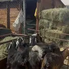 ذبايح تيوس عوارض بلدي بري فل نظاف