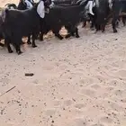 للبيع معزا عوارض خصم فوواخر 21بالفحل