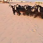 للبيع مراح معزا عوارض فواااخر