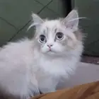 قطط للتبني