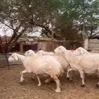 ضان دفيع ومضاريع