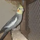 ذكر كروان منتج ونص ولافه اقبل البدل