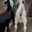 تيس وجفره دواغير عوارض