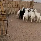 للبيع بهم