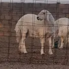 خروف جذع حري