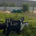 ذبائح تيوس عوارض لباني