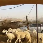 ضان دفيع ومضاريع
