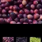 موجودة عمال لحصاد وتجميع الزيتون رقم التواصل بانتظام وجودة