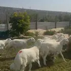 خرفان حري هرفي فل نظاف