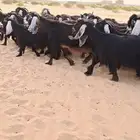 للبيع معزا عوارض خصم الخصم 26بالفحل