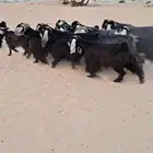 للبيع معزا عوارض