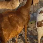 3 ضان سواكنيات فواخر