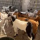 تيوس وجفار بلدي