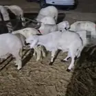 جازان العيدابي سوق الغنم