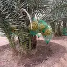 يوجدلدينافسايل برحي شيشي خلاص وبرني وبقل الاسعار