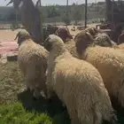 خرفان نعيمي بلدي كناور جبر