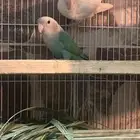 زوج روز منتج