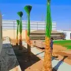 بيع النخيل الوشنطن وزرعه العشب الطبيعي وزرعه الشجار وتسيك ال