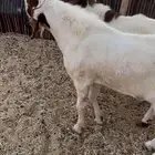 فحول بورقت مشروطه وتيس بيشي اكحل مشروط