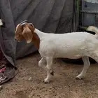 جفار بورقت بيور دم صافي