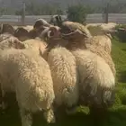 خرفان نعيم بلدي مناسبات