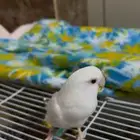 روز ذكر البينو