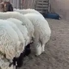 8 طليان مغلقة يضحن - تم البيع -