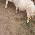 غنم مزرعة نظافة للبيع