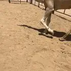 قعود للبيع