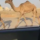 بكره صفراء دبيانيه