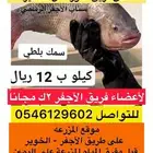 سمك بطلي