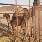 خلفه معها قعود