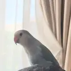 ببغاء روز عمر 3 اشهر
