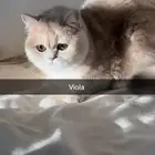 انثى بريتش ay11 مسجلة