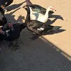 ذكور بط مسكوفي