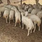 خرفان لبيع مخاصي وفحول كله جدع