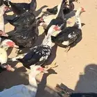 بط مسكوفي ذكور