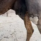 مجهم عشرا