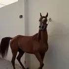 مهرة واهو عربية أصيلة جميلة هادية
