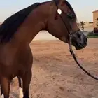 فرس معها مهر ولقاح