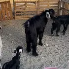 تيس فحل عارضي للبيع
