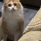 قط مفقود في حي الحمراء المباركية