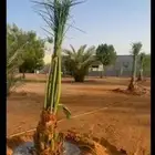 مزرعة للبيع في الخرج العفجة