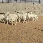 حري تم البيع