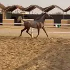 فرس واهو